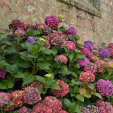 Кога да трансплантирате градинска хортензия, paniculata на друго място